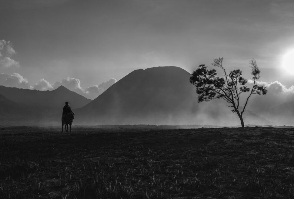 silhouette of tree and person