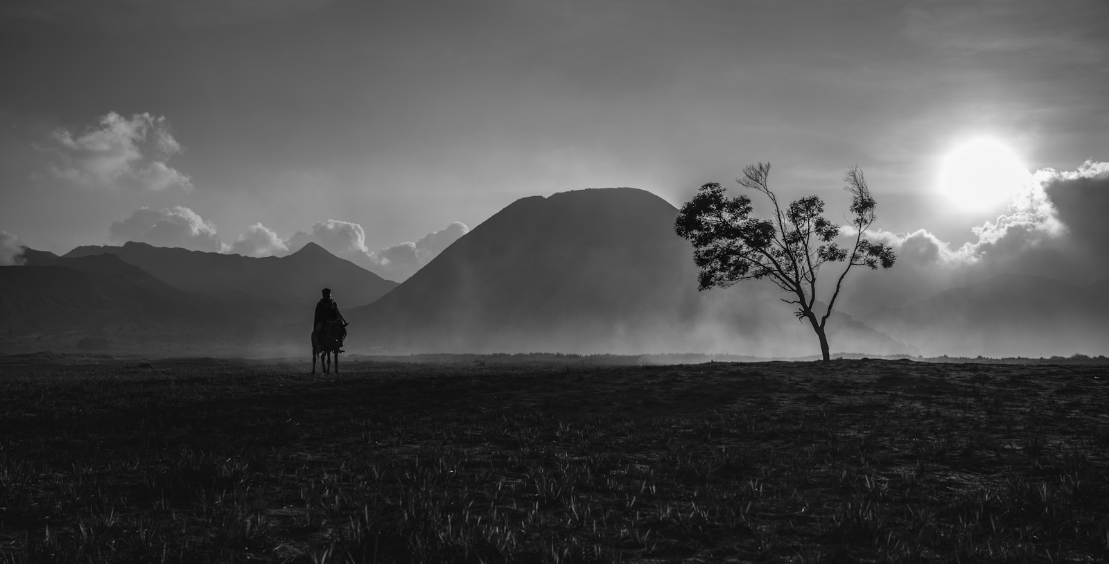 silhouette of tree and person